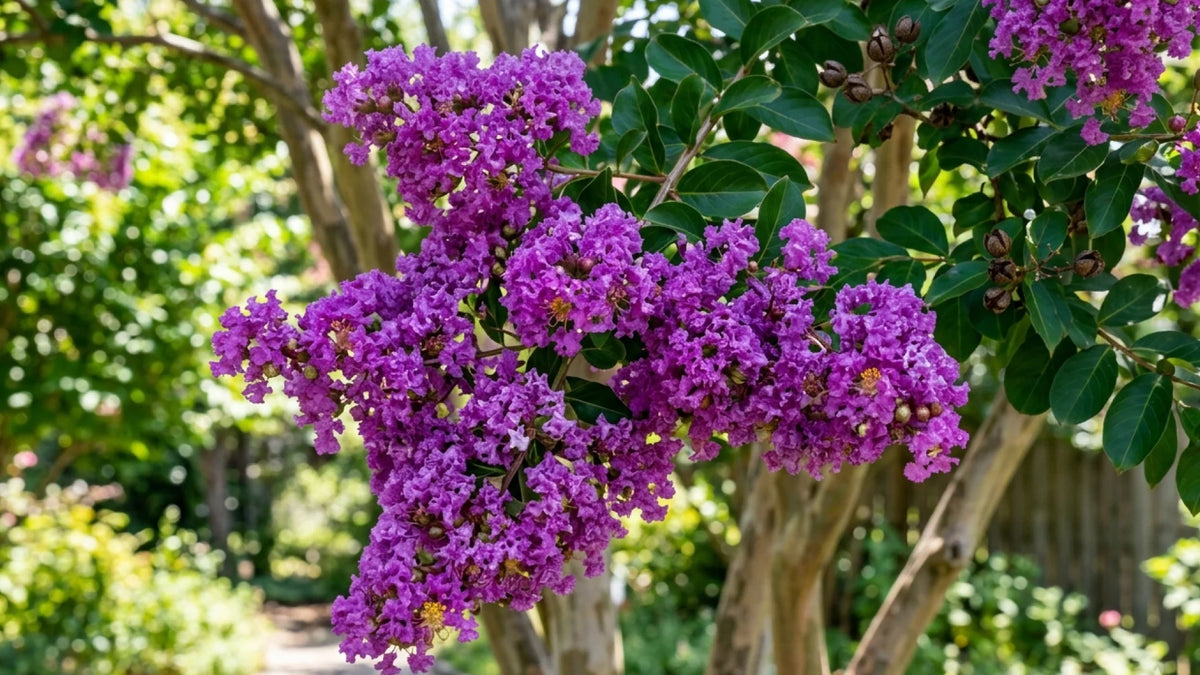 From Seed to Showpiece - Growing Purple Crepe Myrtle at Home