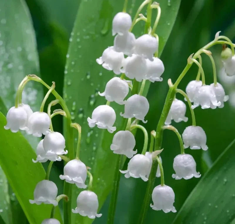 Lily of the Valley Care: Fragrant Groundcover for Shade