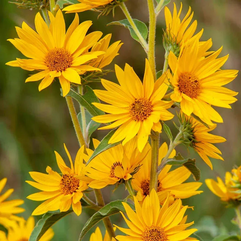 Why Grow Maximilian Sunflower in Your Garden
