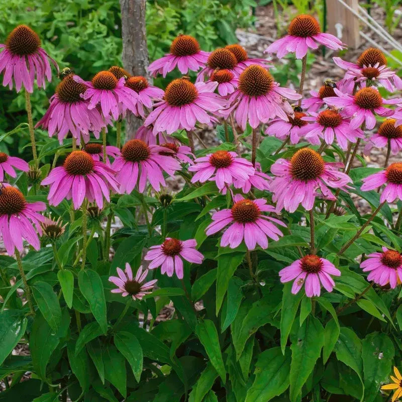 Why Purple Coneflower is a Must-Have for Your Garden & Health