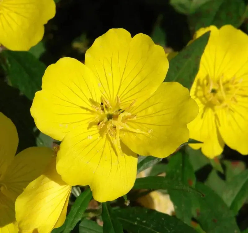 Why Grow Evening Primrose in Your Garden and Benefits