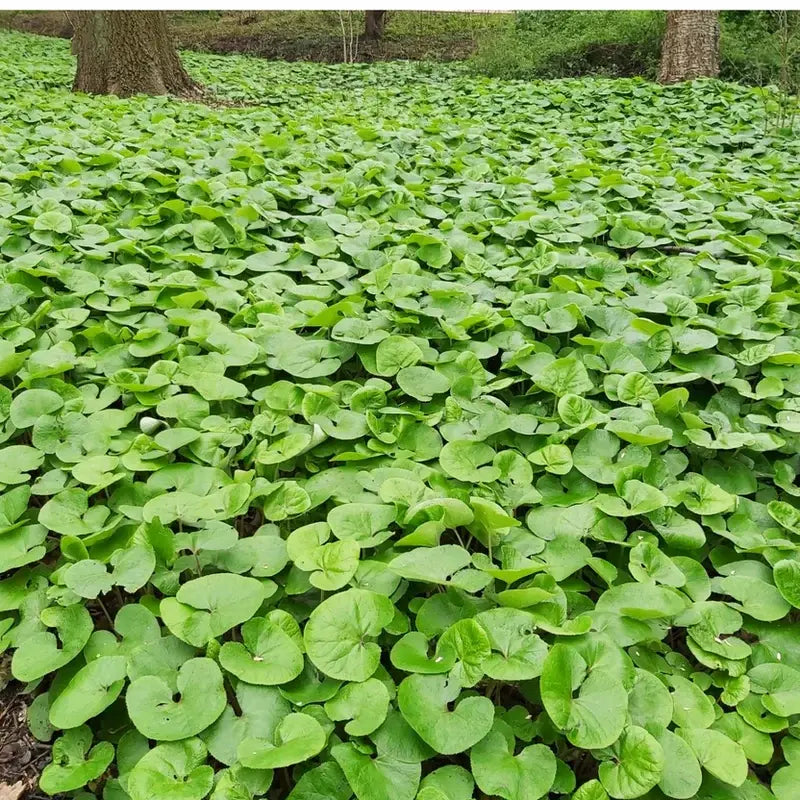 The Hidden Power of Wild Ginger for Stunning Shade Gardens