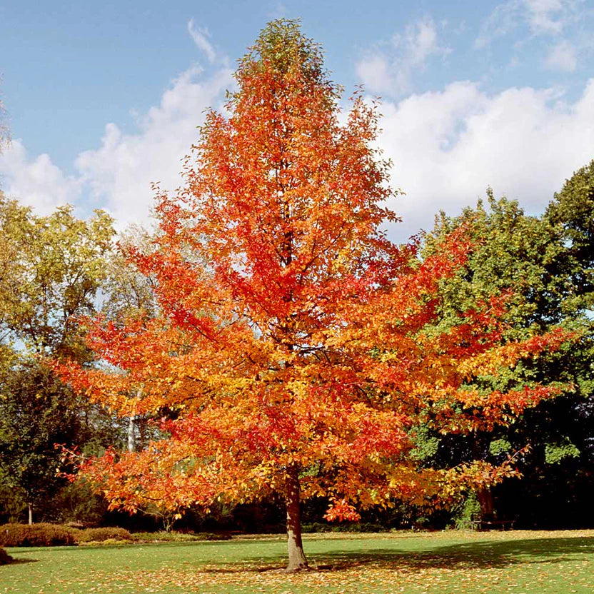 Tupelo Tree | Elegant Landscape Tree – Ever Green Trees Store