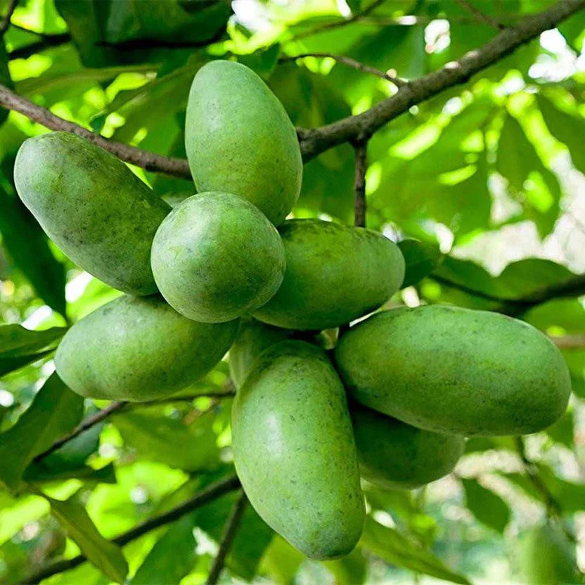 Paw Paw for Sale | Healthy Pawpaw Fruit Tree – Ever Green Trees Store