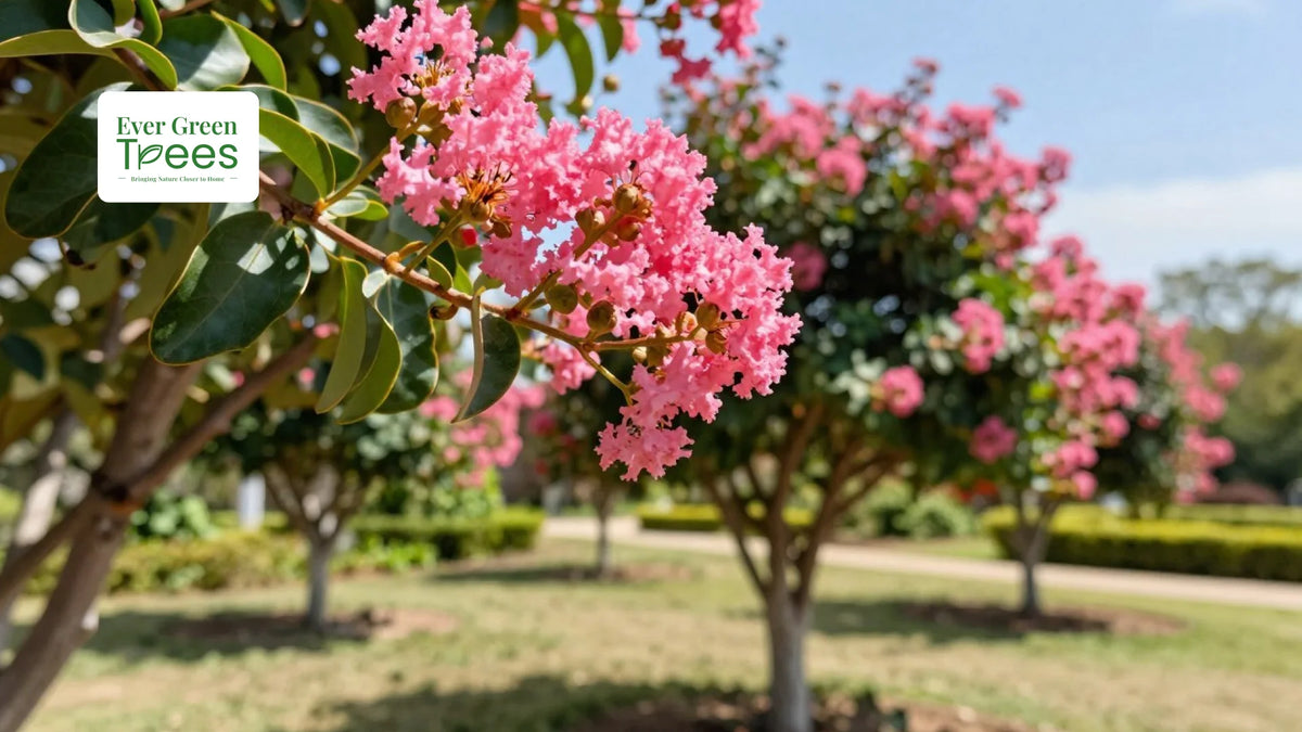 Miami Pink Crepe Myrtle - Vibrant Color and Low-Maintenance Beauty for Your Garden
