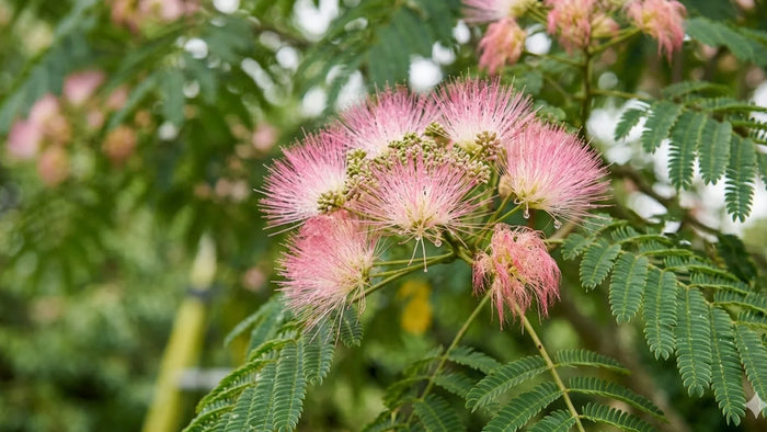Persian Silk Tree - Beauty, Benefits, and Everything You Need to Know