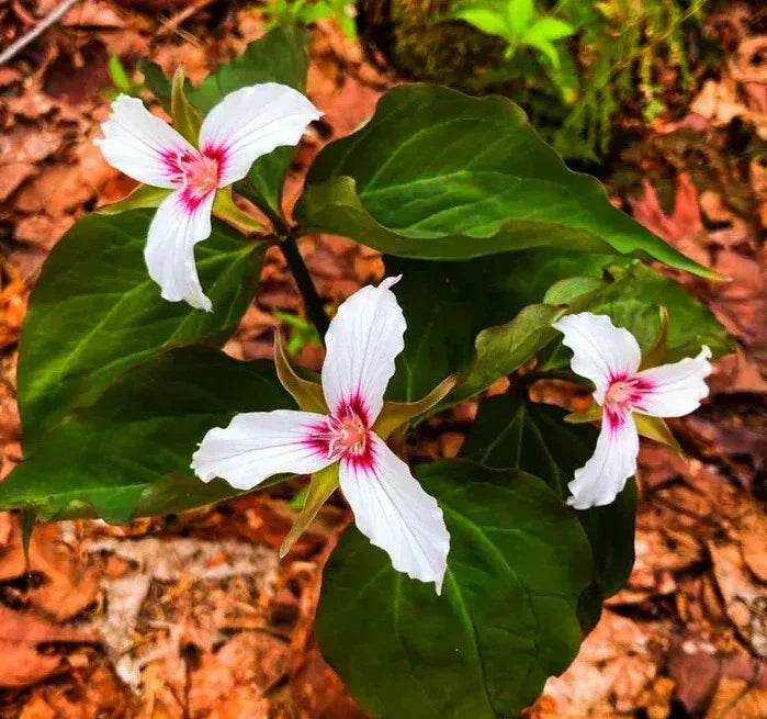 Painted Trillium: The Complete Growing and Woodland Garden Guide
