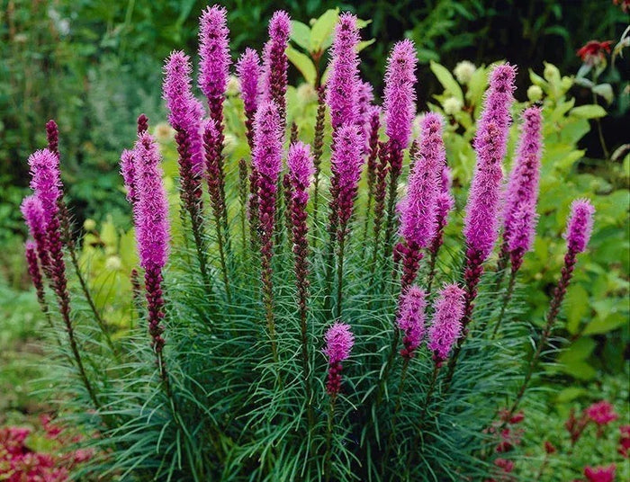 Attract Pollinators with Blazing Star Liatris Guide