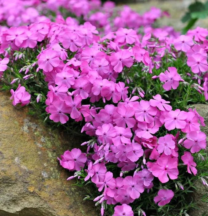 Best Flowers to Attract Bees and Butterflies to Your Backyard