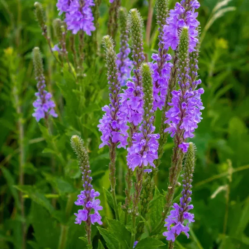 What Is Blue Flag Iris and Why Is It Popular in Native Gardens