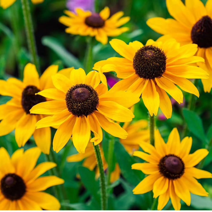 Brown Eyed Susan: Easy Care, Stunning Blooms & Garden Tips