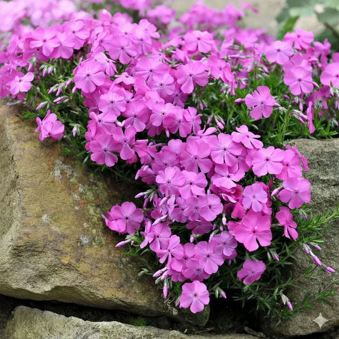 Creeping Phlox: Guide to Growing, Caring & Blooming Beautiful Spring Flowers