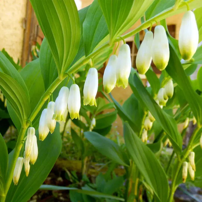 How Solomon’s Seal Adds Grace and Charm to Every Garden