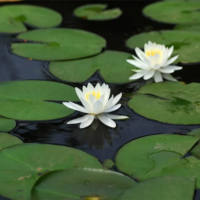 How to Fill Your Garden with Vibrant Water Lilies
