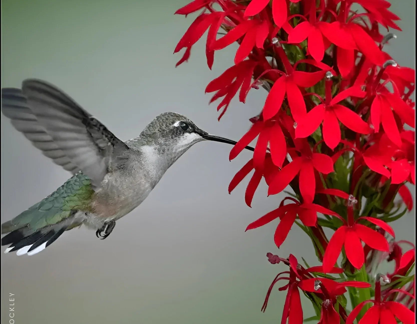 How to Grow Cardinal Flower & Attract Wildlife to Your Garden – Ever ...