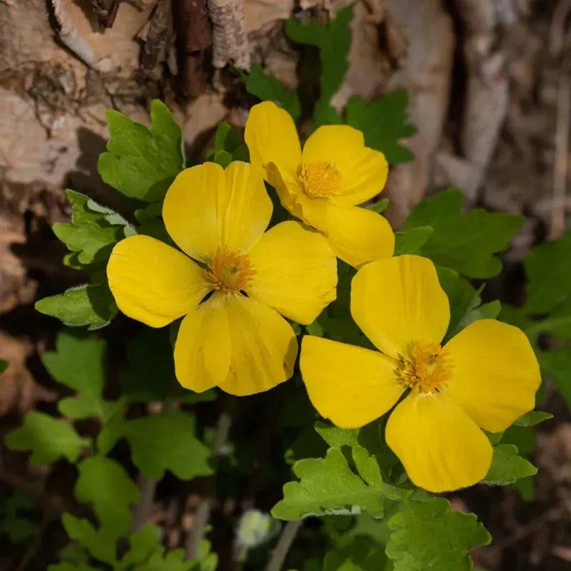How to Grow the Perfect Celandine Poppy Garden
