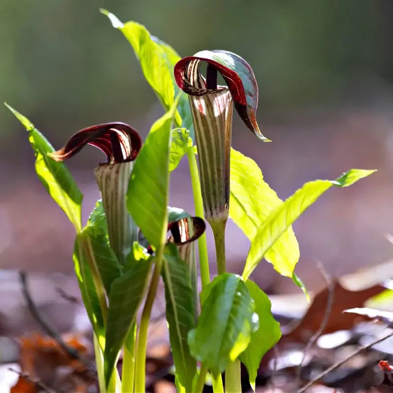 Why Grow Jack-in-the-Pulpit in Your Garden