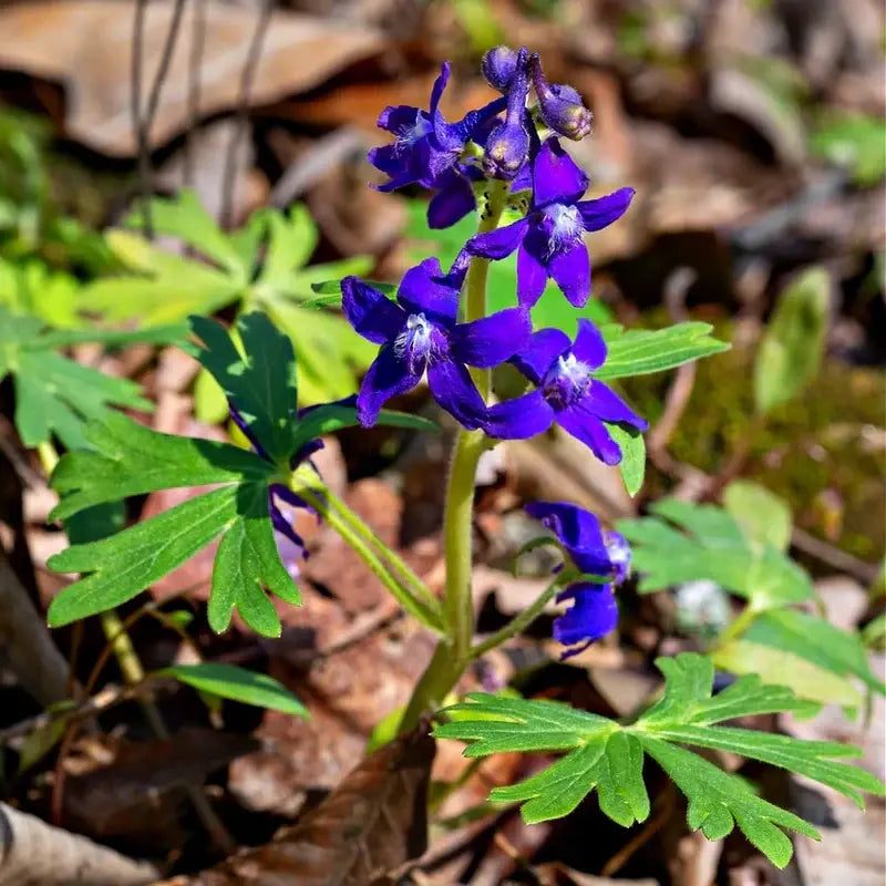 Why Grow Larkspur Delphinium in Your Garden