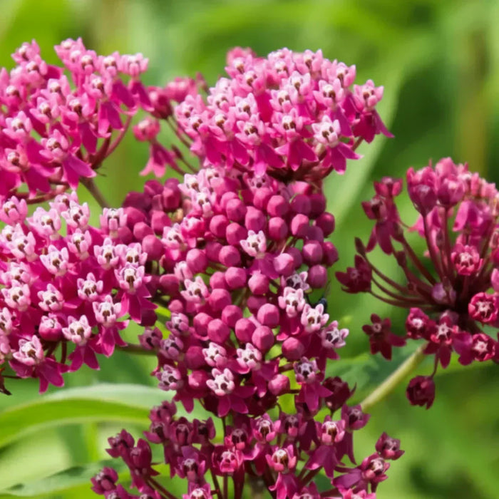 Milkweed Plant: Complete Care Guide, Types, Benefits & Butterfly Support