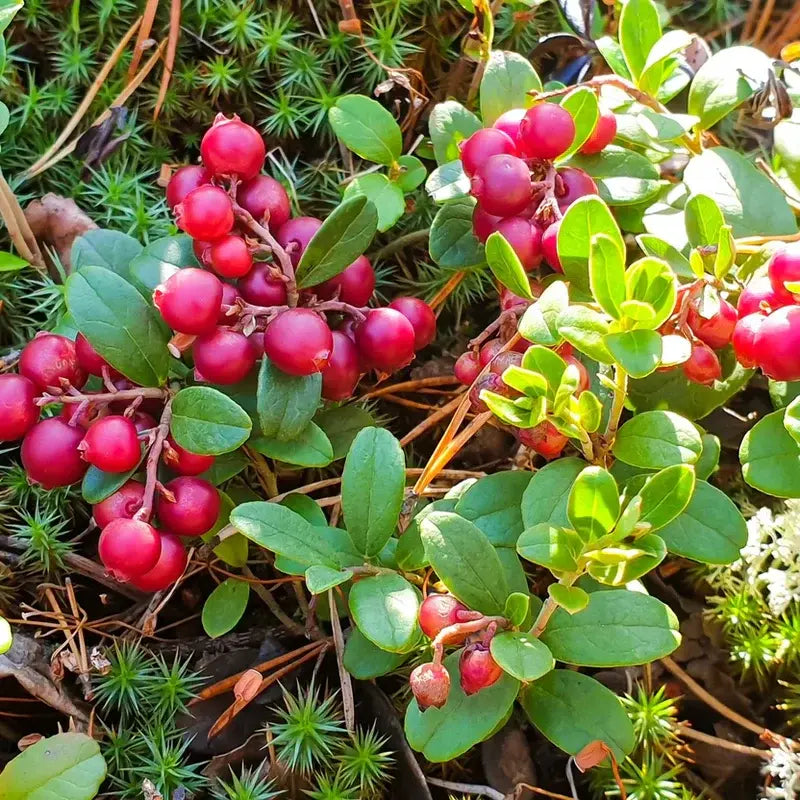 Why Partridge Berry Is Perfect for Shade Gardens