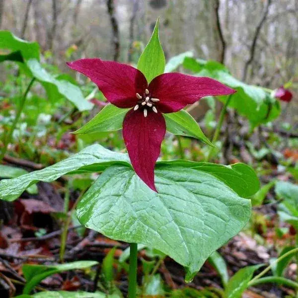 Why Every Gardener Needs Red Wake Robin Trillium