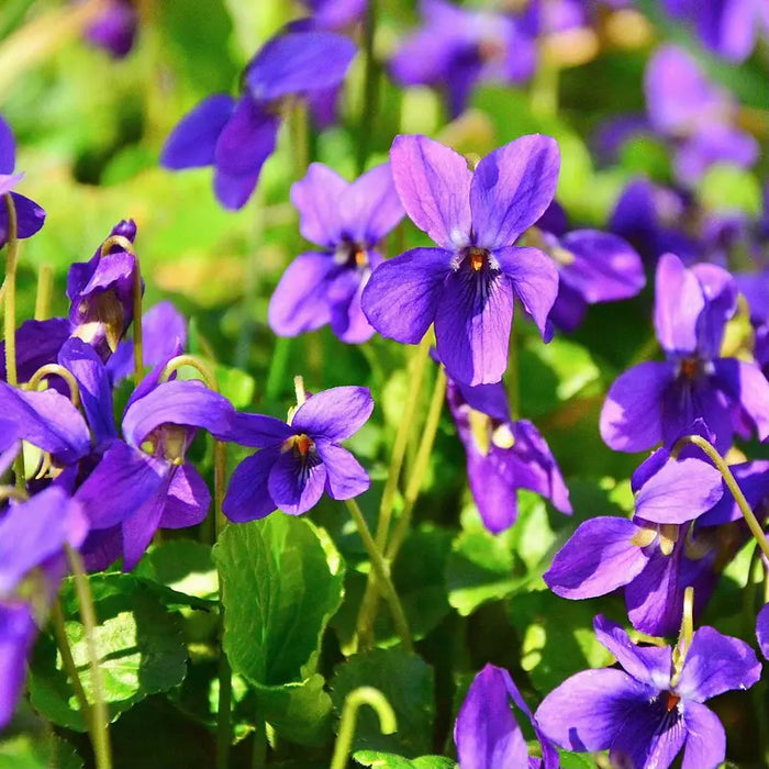 Why Sweet Violet Is a Perfect Shade Ground Cover