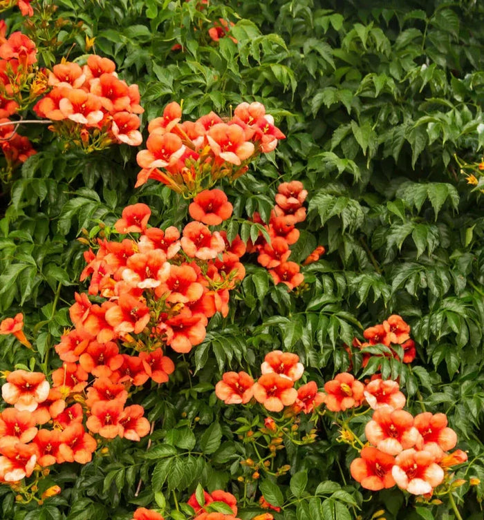 Trumpet Vine: Guide to Growing, Caring &  Attracting Pollinators