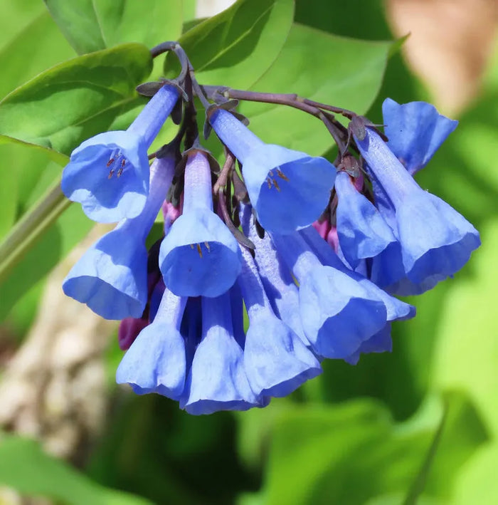 Virginia Bluebell Growing Guide, Care, Bloom & Benefits