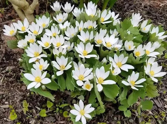 Why Bloodroot is the Best Low-Maintenance Plant for Shade