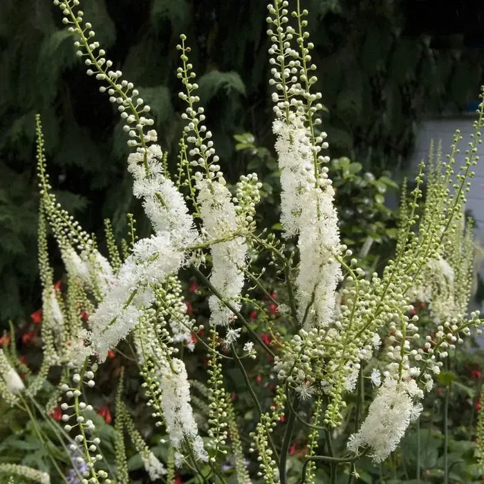 Why Every Garden Should Include Black Cohosh Plant