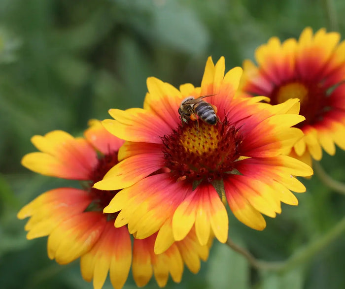 Why Every Low-Maintenance Gardener Needs Blanket Flowers