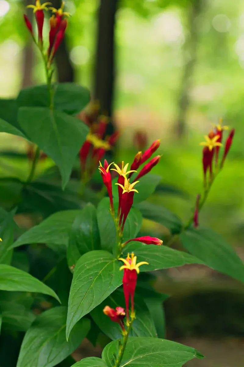 Why Fire Pink is the Perfect Low-Maintenance Native Plant