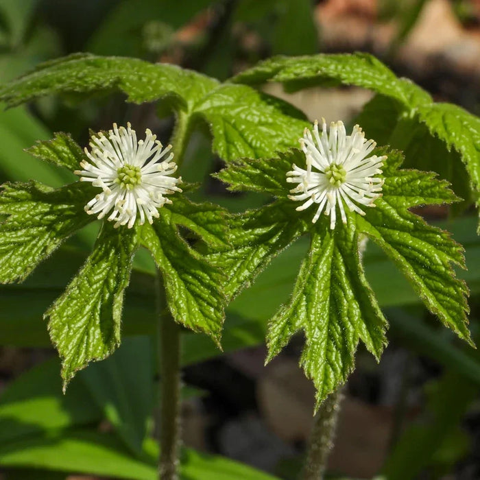 Why Grow Goldenseal in Your Garden