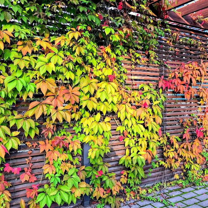 Why Virginia Creeper Is the Fastest Way to Transform Your Garden