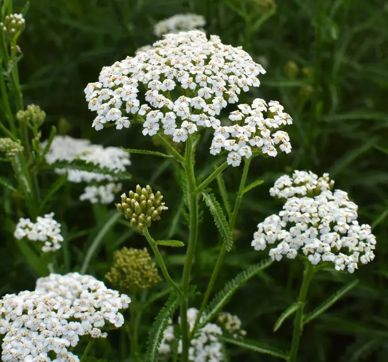 Why You Should Grow Yarrow Plant in Your Garden
