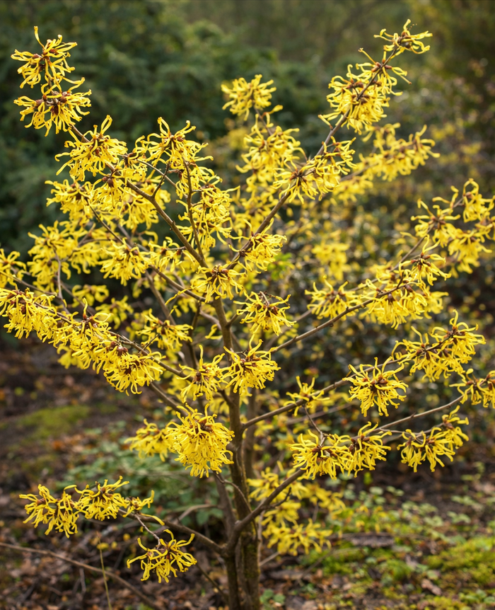 Why Witch Hazel is the Essential Soul of Your Garden