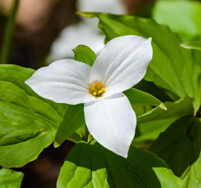 Why Great White Trillium Is a Must-Have Garden Plant