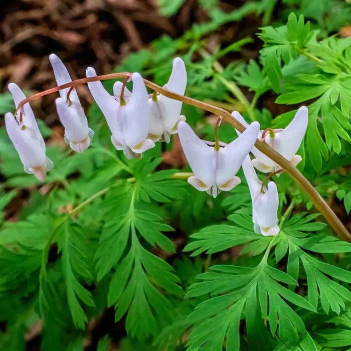 Why Grow Dutchman’s Breeches in Your Garden