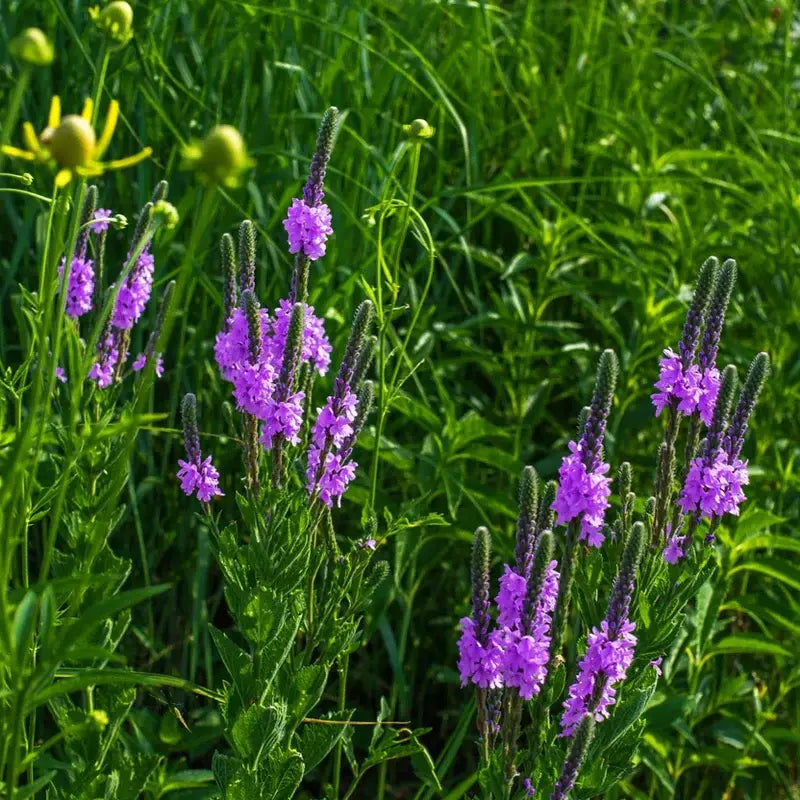 Why Grow Blue Vervain in Your Garden