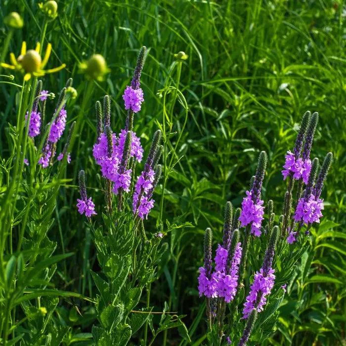 Why Grow Blue Vervain in Your Garden