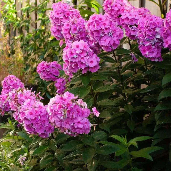 Why Grow Garden Phlox in Your Garden