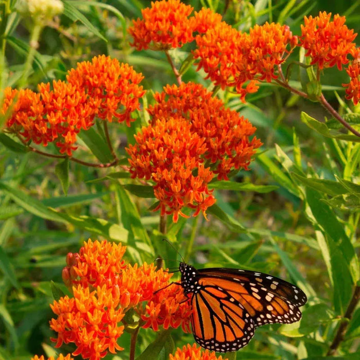 Butterfly Milkweed Care Guide: Attract Monarchs & Pollinators