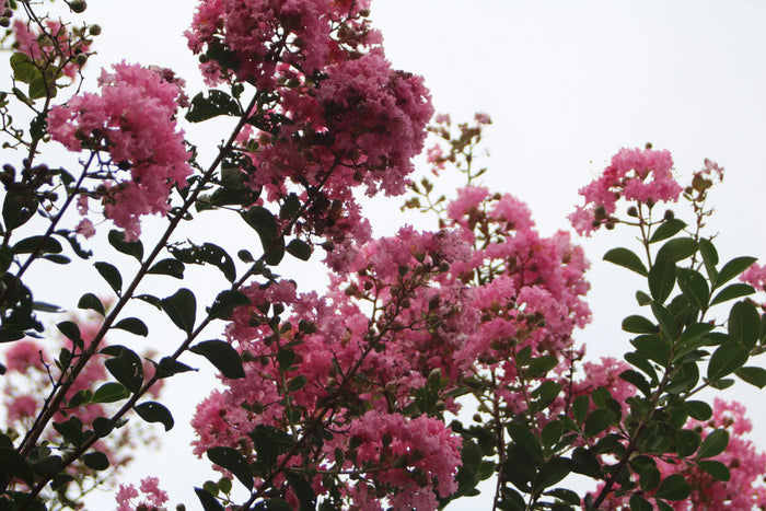 The Blushing Beauty of Summer - Pink Crepe Myrtle