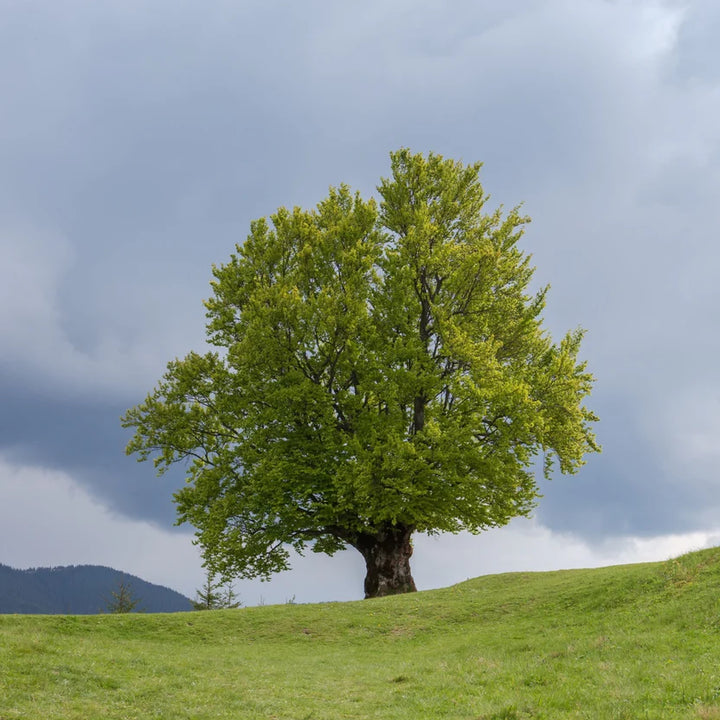 Small Beech Beech Trees for Sale | Classic American Shade Tree – Ever Green Trees Store
