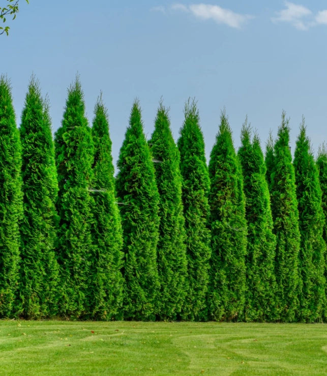 American Arborvitae for Sale | Hardy Evergreen Shrub – Ever Green Trees ...