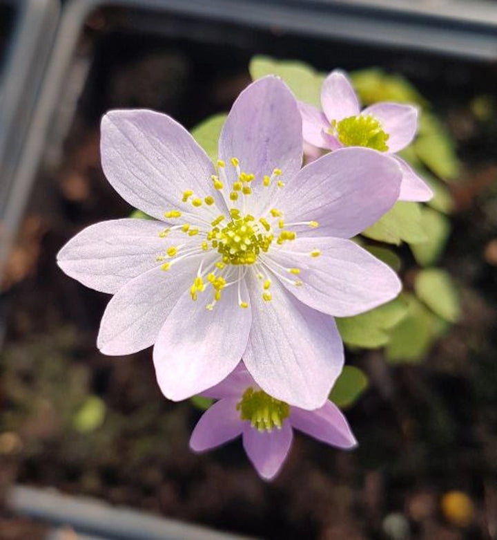 Anemone Plant for Sale - Buy Anemone spp Online – Ever Green Trees Store
