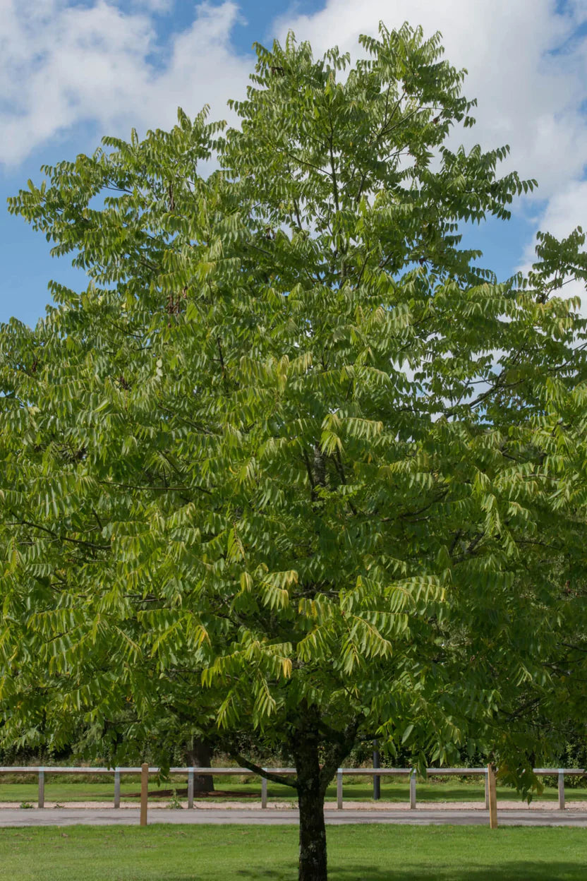 Buy Walnut Tree | Hardy Shade Tree with Nut Production – Ever Green ...
