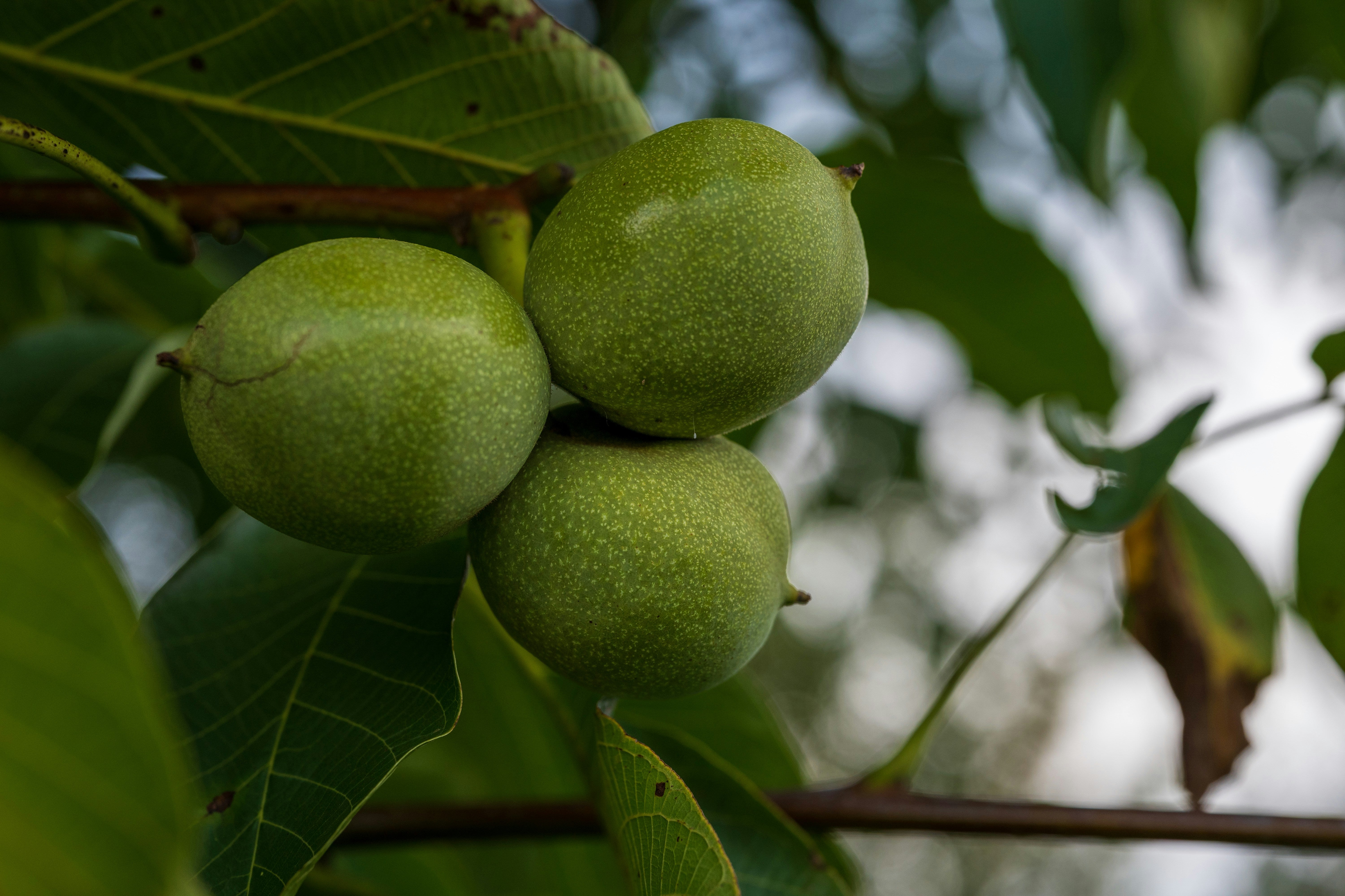 Walnut Storage Tree Buy Walnut Tree | Hardy Shade Tree with Nut Production – Ever Green ...