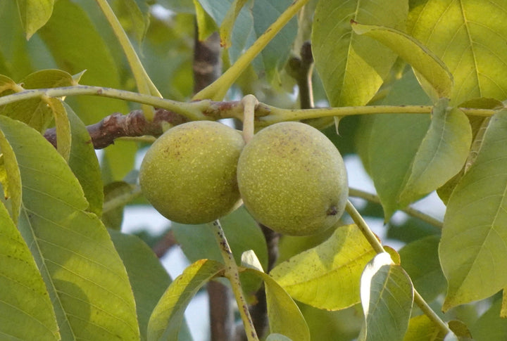 Buy Walnut Tree | Hardy Shade Tree with Nut Production – Ever Green ...
