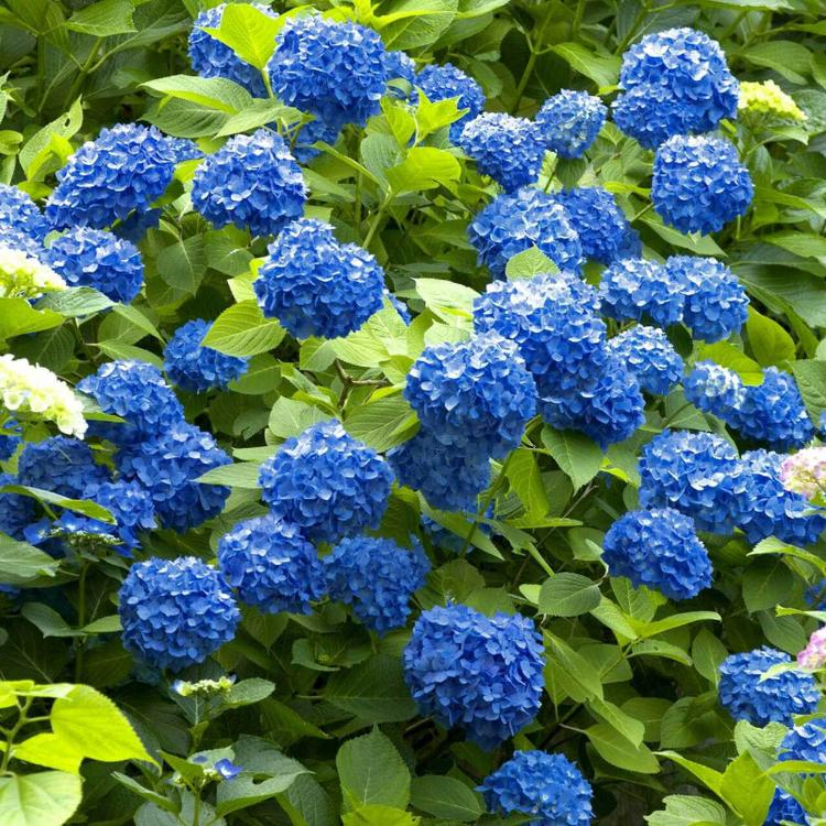 Nikko Blue Hydrangeas for Sale - Healthy, Blooming Plants – Ever Green ...